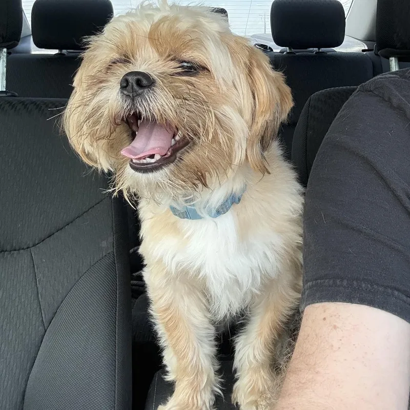 An adult large-sized male Yellow / Tan / Blond / Fawn Shih Tzu dog named Bo for adoption in Austin, TX