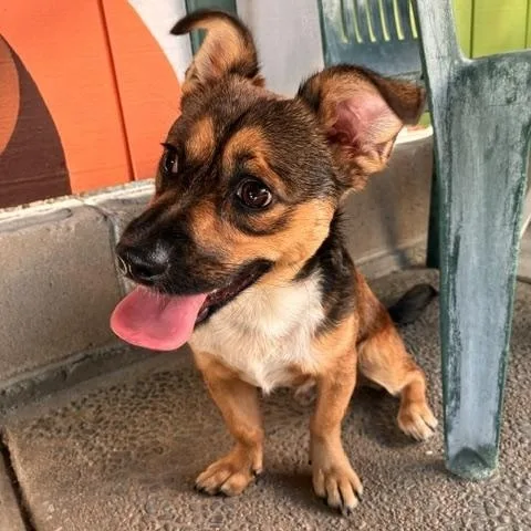 A young small-sized male Black Chiweenie dog named Bagel Chiweenie for adoption in Canoga Park, CA