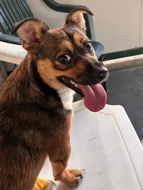 Bagel  Chiweenie thumbnail 2
