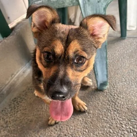 Bagel  Chiweenie thumbnail 3