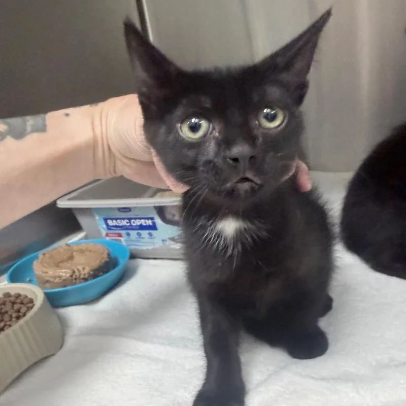A baby small-sized female Black Domestic Short Hair cat named Nautica for adoption in Jupiter, FL