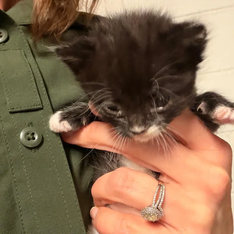 A baby small-sized female Black Domestic Short Hair cat named Betsy for adoption in Evensville, TN
