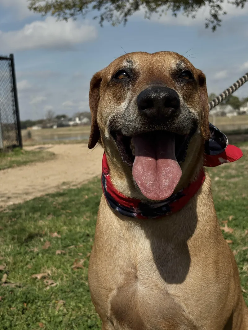 A senior large-sized male Red / Chestnut / Orange Hound dog named FINN a loyal for adoption in Cypress, TX
