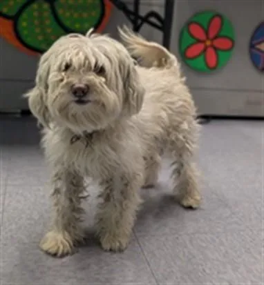 An adult medium-sized male Maltese dog named Max for adoption in Baldwin Park, CA