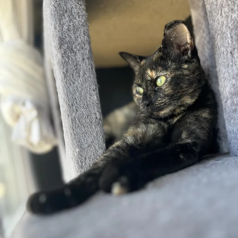 Pumpkin Spice thumbnail 2