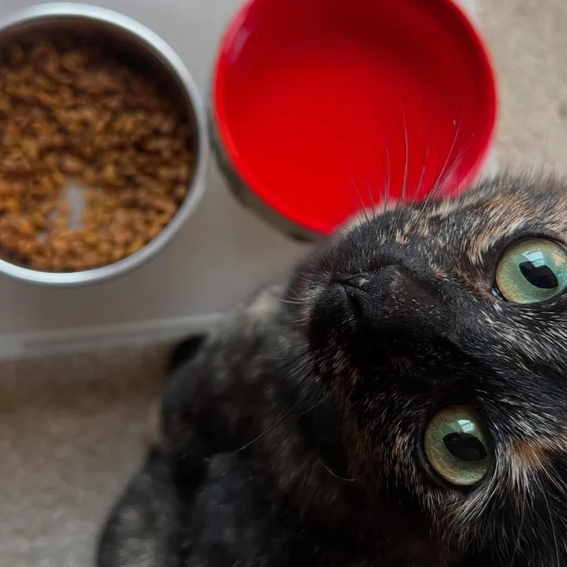 Pumpkin Spice thumbnail 3