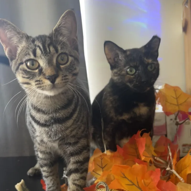 Pumpkin Spice thumbnail 4