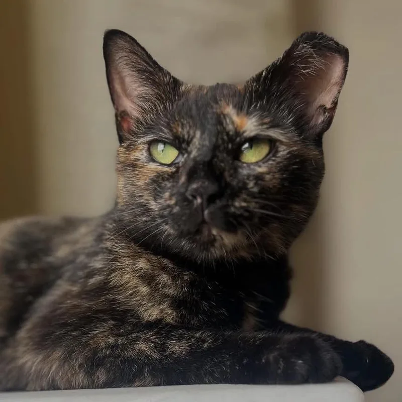 Pumpkin Spice thumbnail 5