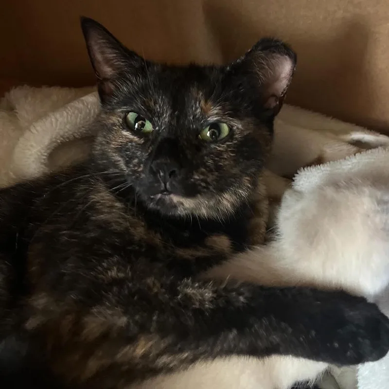 Pumpkin Spice thumbnail 6