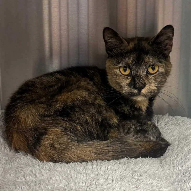 An adult medium-sized female Brown / Chocolate Domestic Short Hair cat named Yuna for adoption in Easton, PA