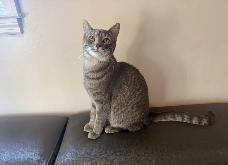 A young medium-sized female Domestic Short Hair cat named Skye for adoption in Nashville, TN