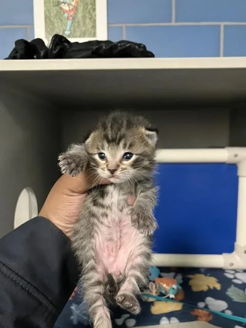 A baby small-sized male Domestic Short Hair cat named Apple for adoption in Dallas, TX