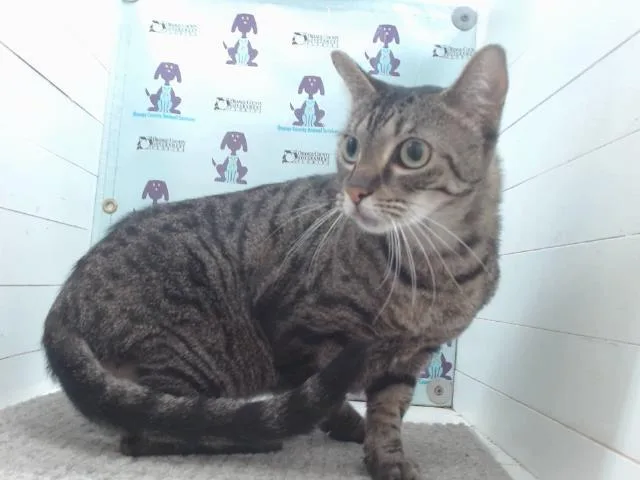 An adult small-sized female Domestic Short Hair cat named Bella for adoption in Orlando, FL