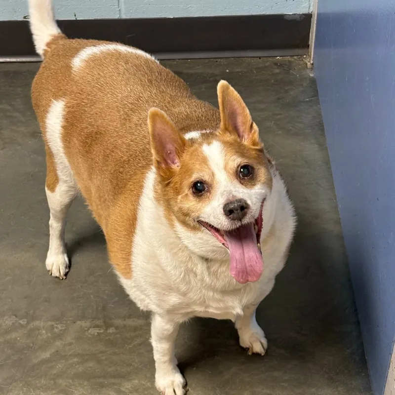 A senior small-sized male Yellow / Tan / Blond / Fawn Mixed Breed dog named Spike for adoption in DeKalb, IL