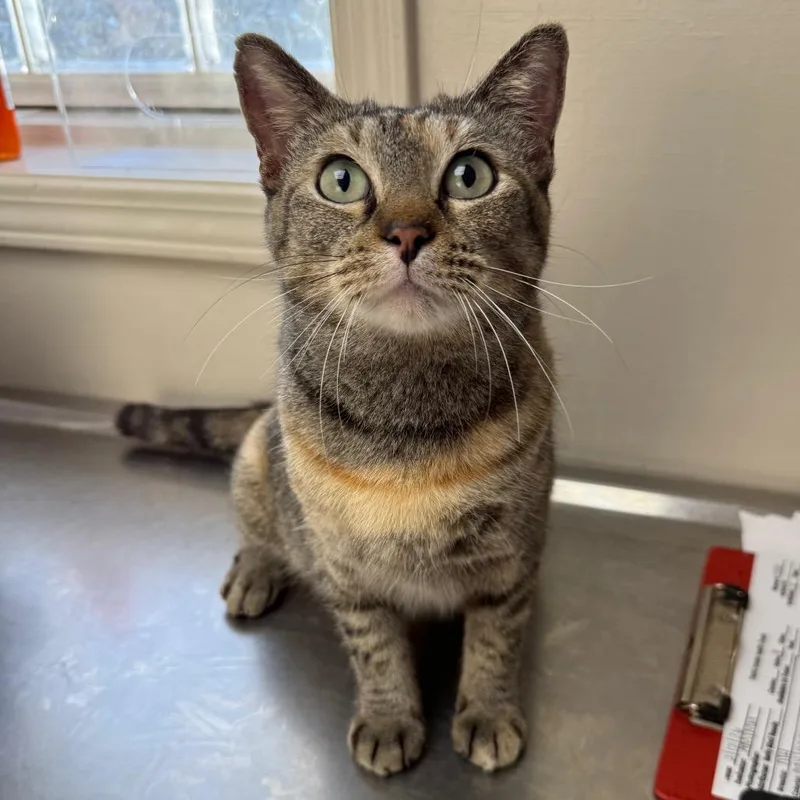 An adult medium-sized female Gray / Blue / Silver Domestic Short Hair cat named Juniper for adoption in Tuscaloosa, AL