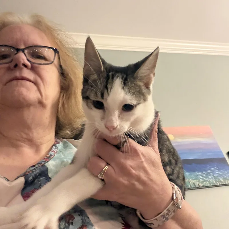 A baby medium-sized male Black & White / Tuxedo Domestic Short Hair cat named Duncan for adoption in White Bluff, TN