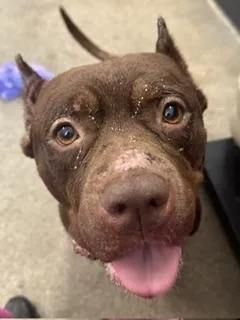An adult large-sized female Brown / Chocolate Pit Bull Terrier dog named Marina for adoption in Cleveland, OH