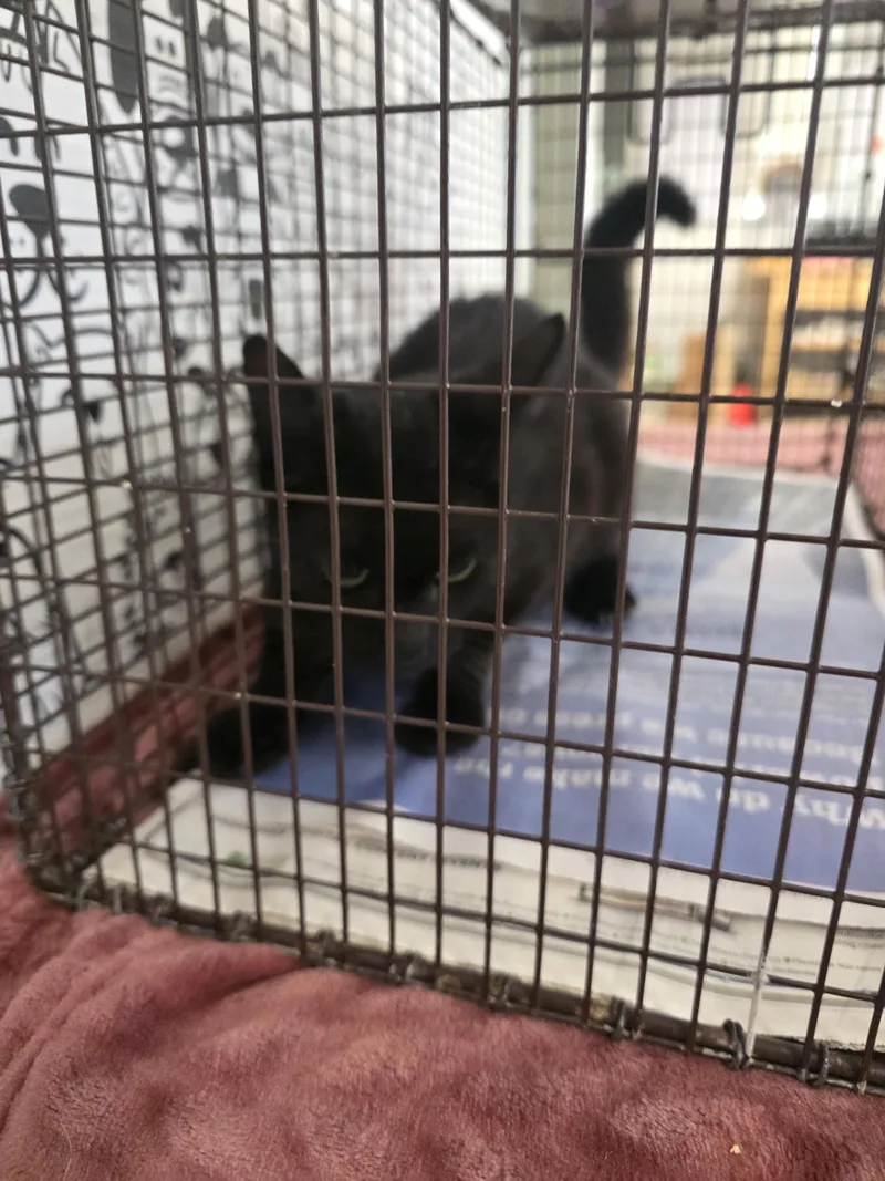 A young small-sized female Domestic Short Hair cat named A for adoption in San Pedro, CA