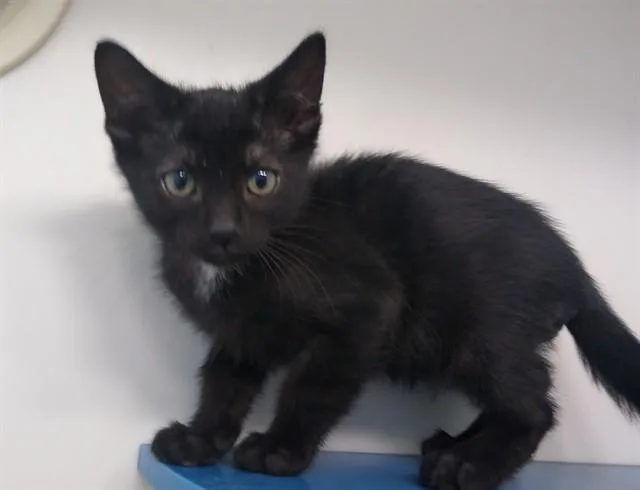 A baby small-sized male Domestic Short Hair cat named Sesame for adoption in Palo Alto, CA