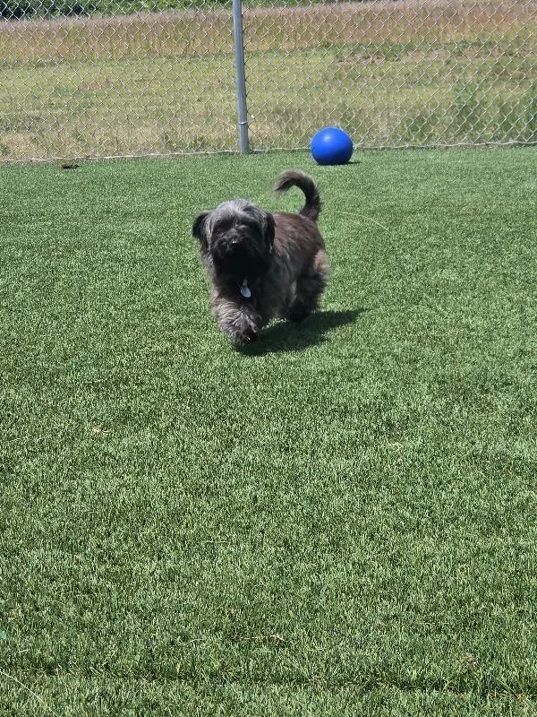 An adult small-sized male Gray / Blue / Silver Shih Tzu dog named Angus for adoption in Jackson, TN