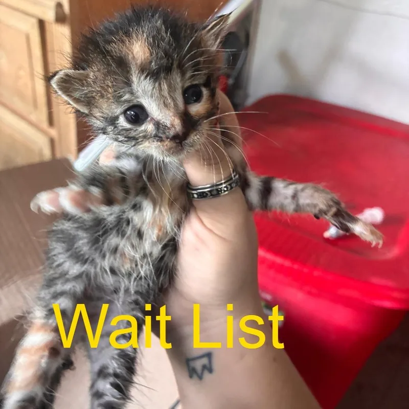A baby small-sized female Calico Domestic Short Hair cat named Peach for adoption in Livingston, TX