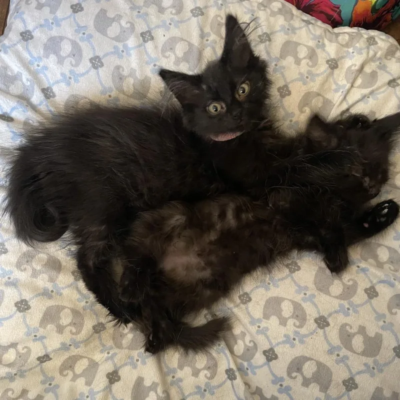 A baby small-sized male Black Domestic Medium Hair cat named Beast Boy for adoption in San Jacinto, CA