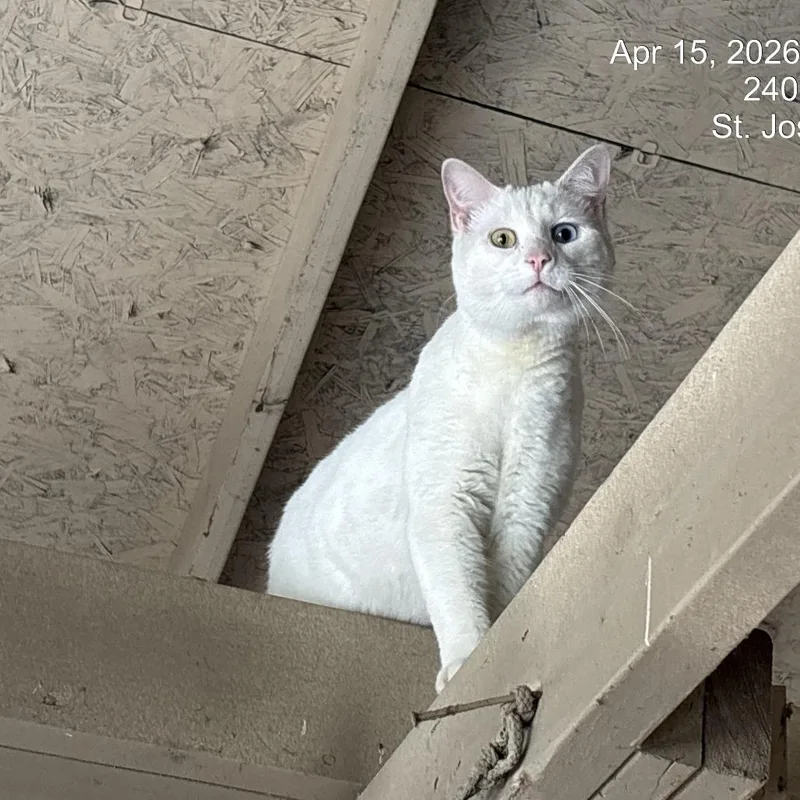 An adult large-sized male White Domestic Short Hair cat named Lichen for adoption in St Joseph, MO