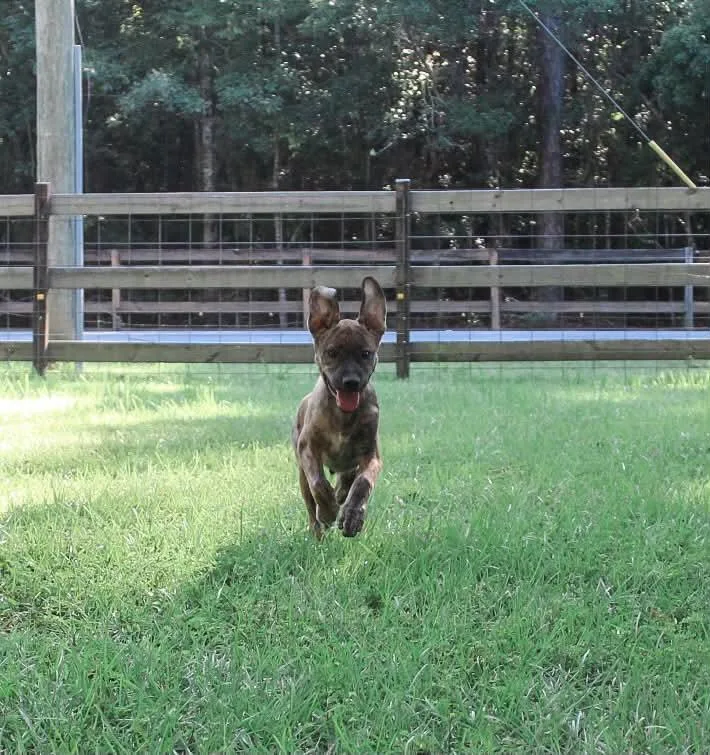A baby medium-sized male Mixed Breed dog named Max for adoption in Mobile, AL