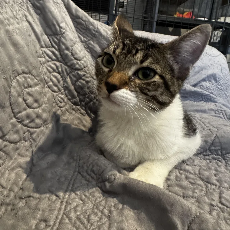 Krisstoferson Silverfox