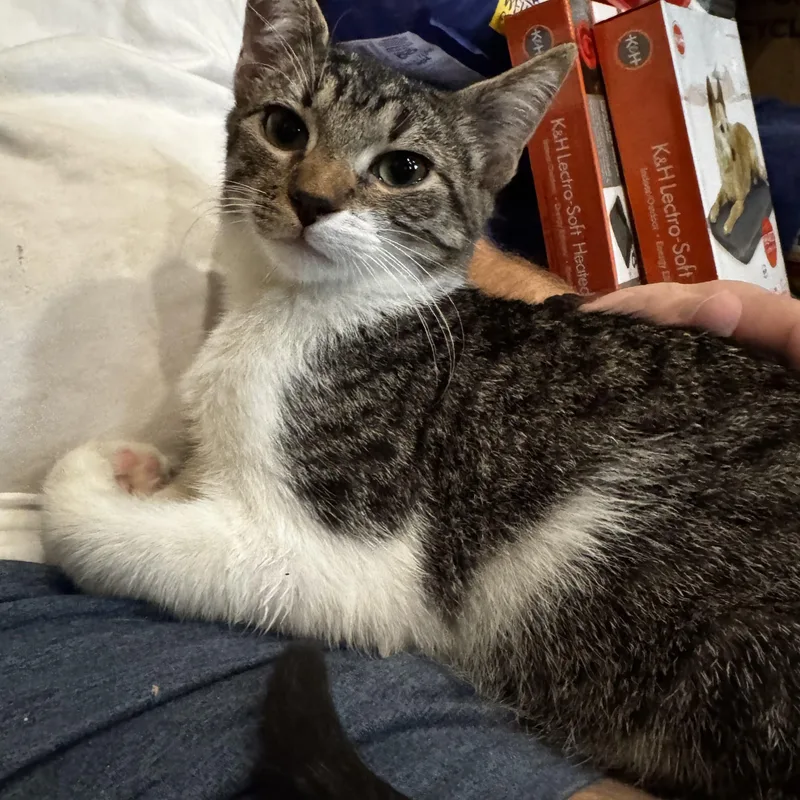 Krisstoferson Silverfox thumbnail 2