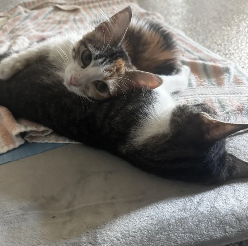 Krisstoferson Silverfox thumbnail 3