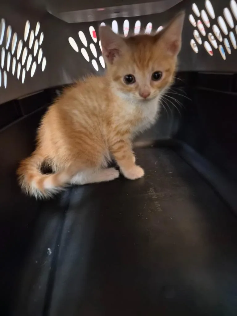 Garfield