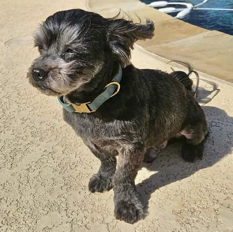 Stanley Trooper thumbnail 2