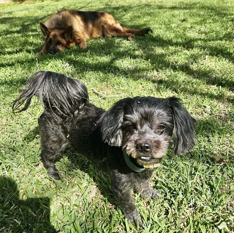 Stanley Trooper thumbnail 3