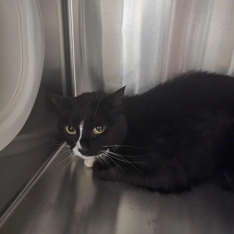 An adult medium-sized female Black Domestic Long Hair cat named Echo for adoption in Spokane, WA