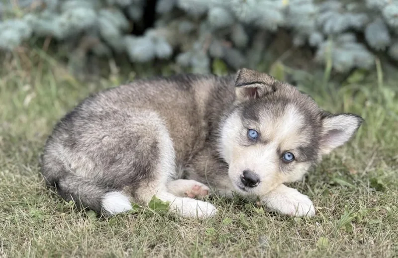 A baby medium-sized male Husky dog named Mulberry for adoption in Iron Ridge, WI