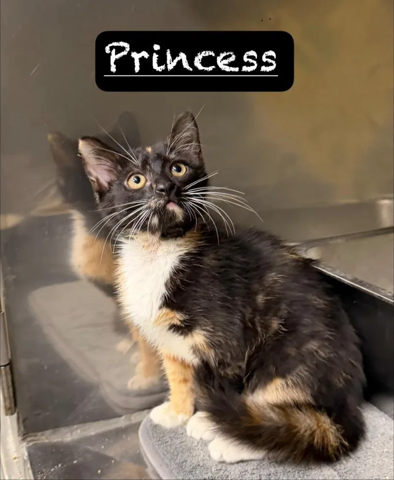 A baby small-sized female Domestic Short Hair cat named Princess for adoption in Maumelle, AR