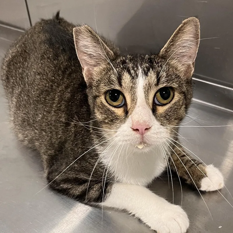 A young medium-sized male Brown / Chocolate Domestic Short Hair cat named Otto for adoption in Washburn, MO