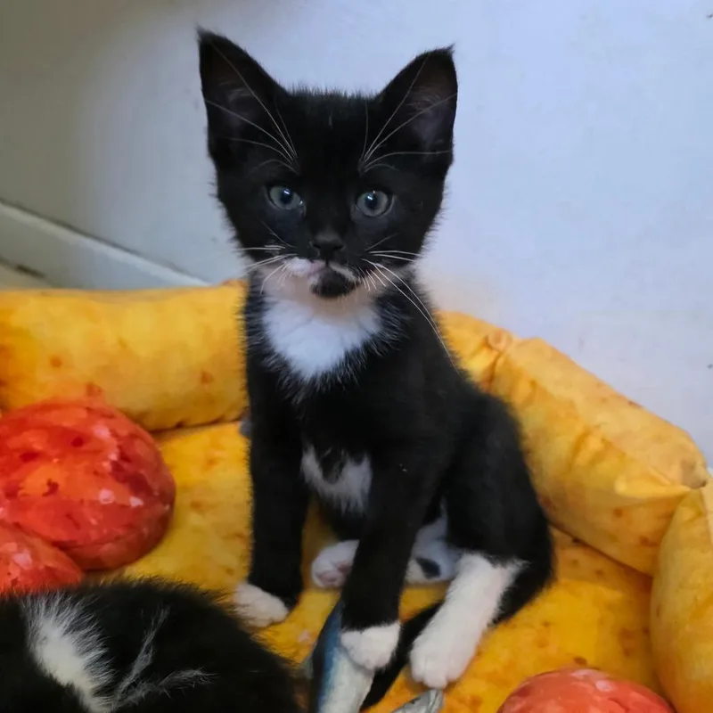 A baby small-sized male Black Domestic Short Hair cat named Bentley for adoption in Falls Church, VA