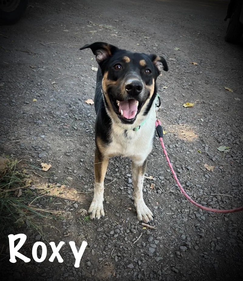Roxy thumbnail 2