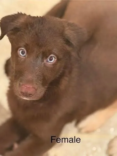 Cumin thumbnail 3
