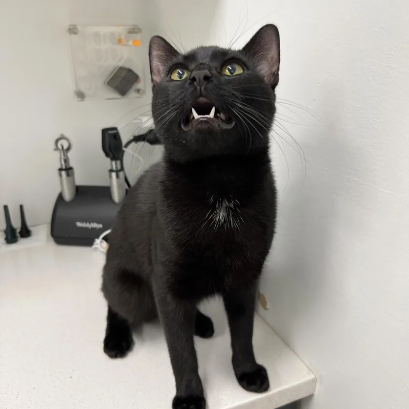 A baby medium-sized male Black Domestic Short Hair cat named Baby Bat for adoption in Philadelphia, PA