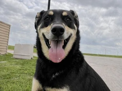 A senior large-sized male Bicolor Mixed Breed dog named Tino for adoption in Georgetown, TX