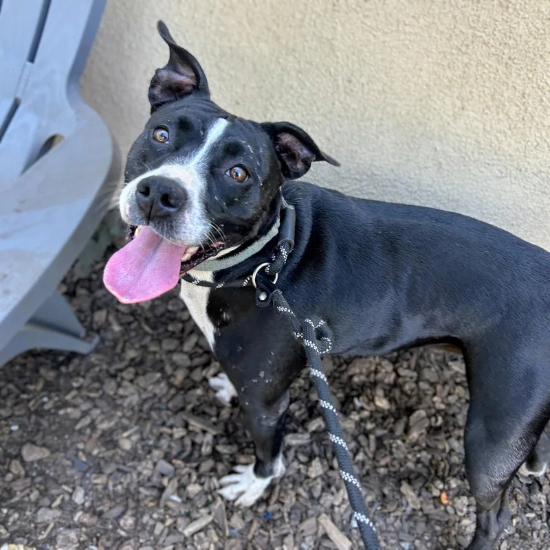 An adult large-sized female Pit Bull Terrier dog named Moxie for adoption in Oakland, CA