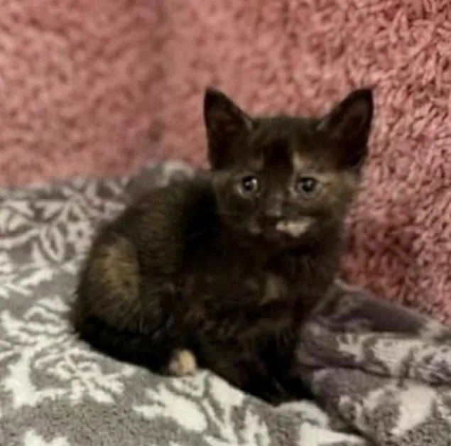 A baby small-sized female Domestic Short Hair cat named Cher for adoption in Jacksonville, FL