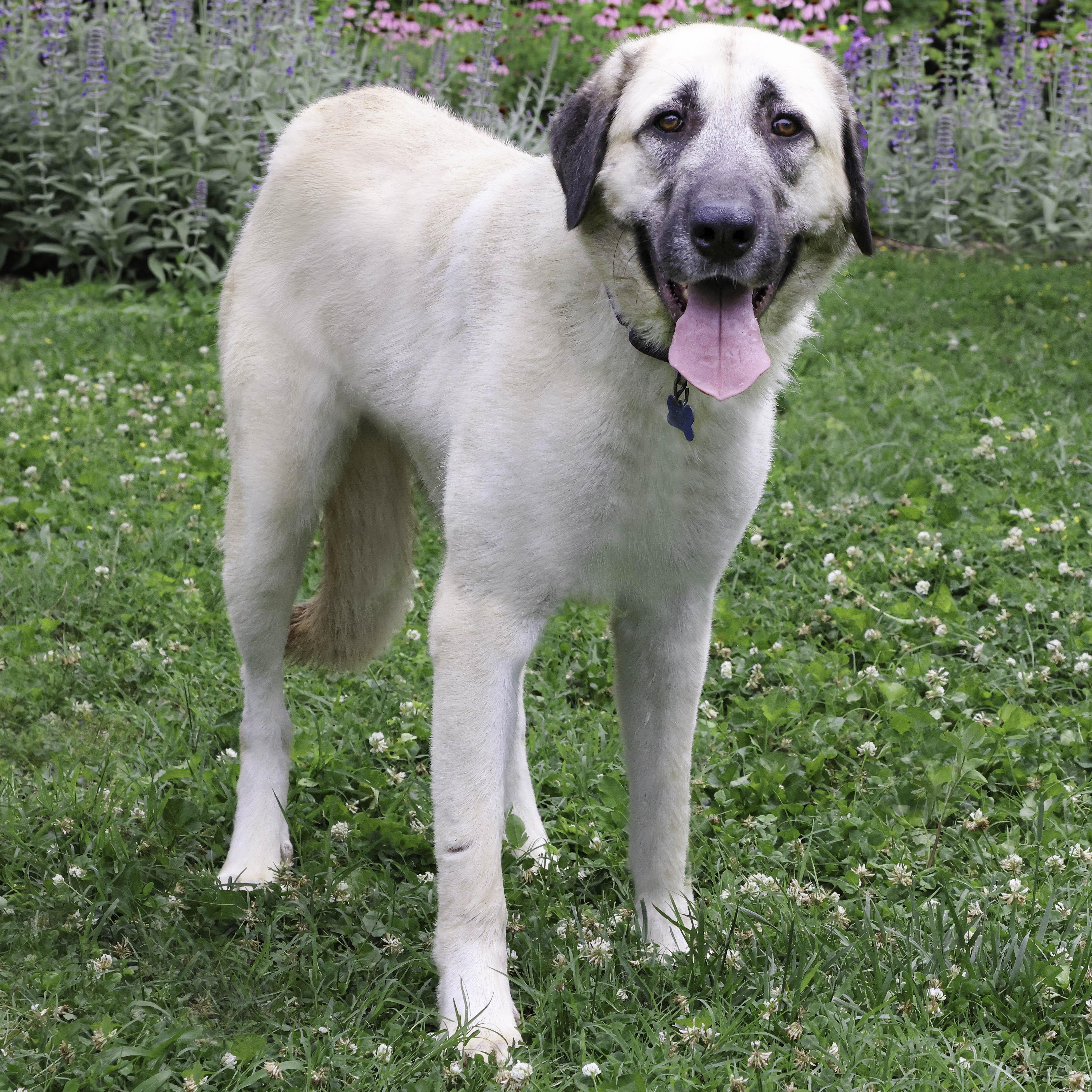 An adult large-sized female Yellow / Tan / Blond / Fawn Anatolian Shepherd dog named Romy for adoption in Nashville, TN