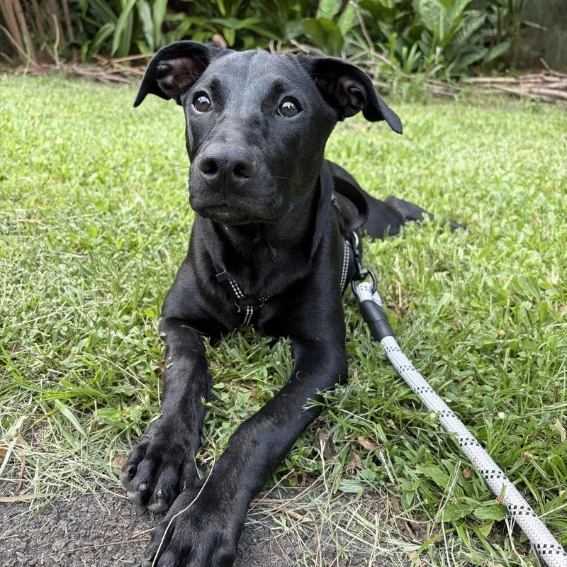 Bella