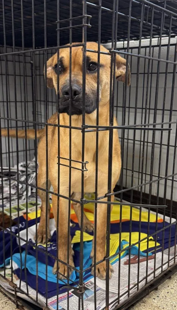 A young medium-sized female Boxer dog named Denver for adoption in Saint Clairsville, OH