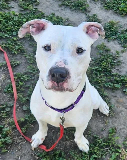 A young large-sized male Pit Bull Terrier dog named Zephyr for adoption in Sacramento, CA