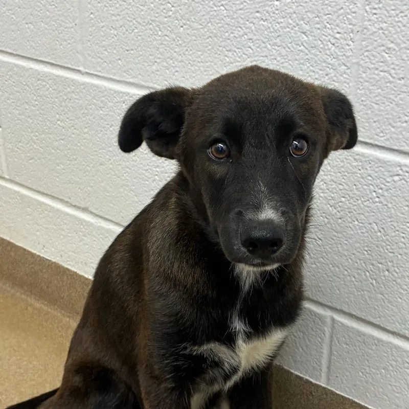 A young medium-sized male Black Labrador Retriever dog named Alex for adoption in Corpus Christi, TX